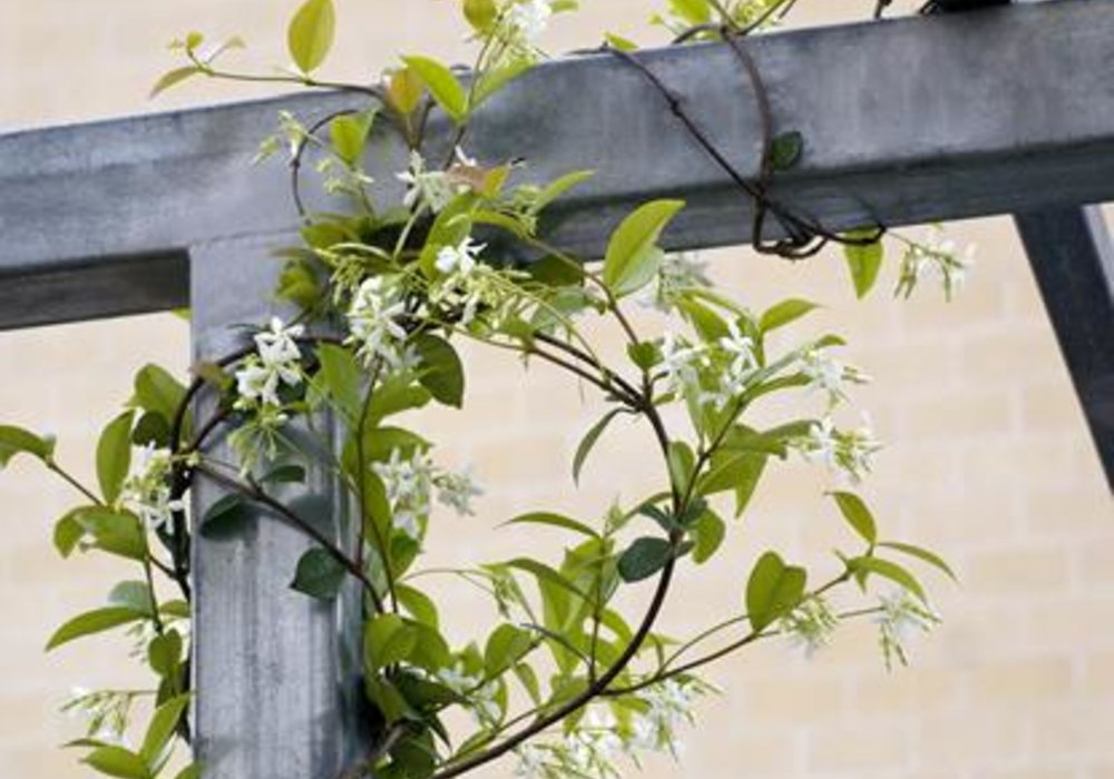 Ý tưởng thiết kế sân vườn sân thượng